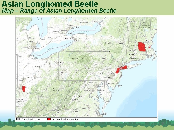 Asian Longhorned Beetle Map – Range of Asian Longhorned Beetle American Elm 5 