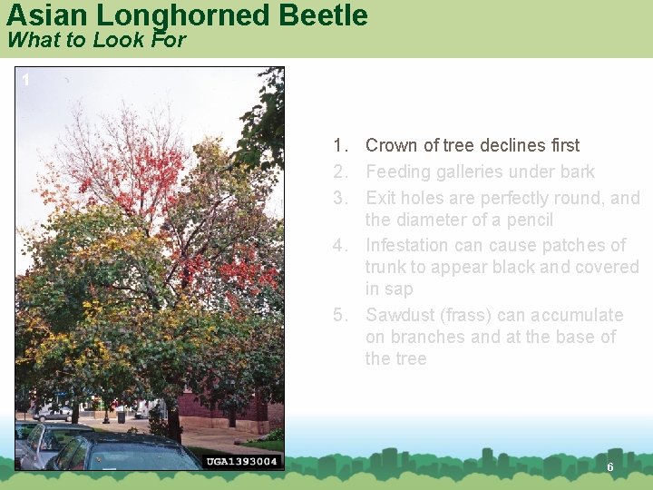 Asian Longhorned Beetle What to Look For 1 1. Crown of tree declines first