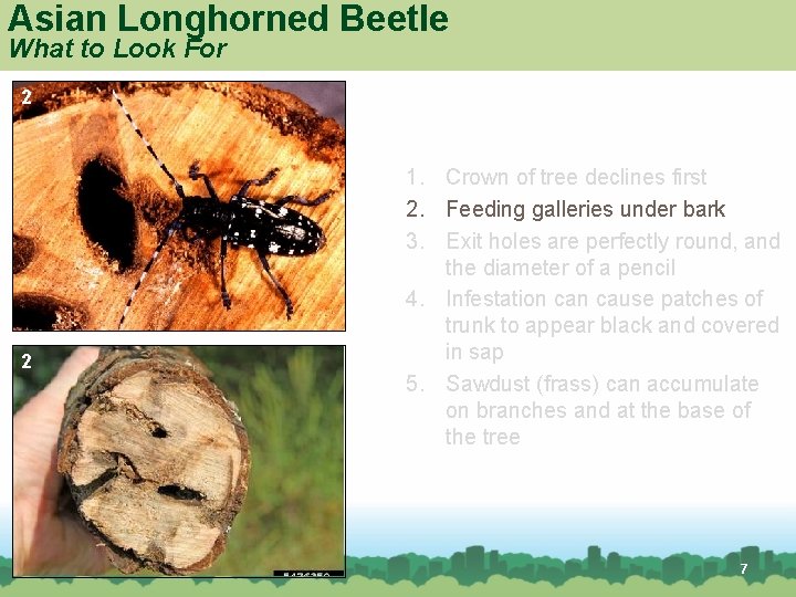 Asian Longhorned Beetle What to Look For 2 2 1. Crown of tree declines