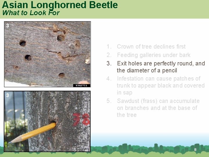Asian Longhorned Beetle What to Look For 3 3 1. Crown of tree declines