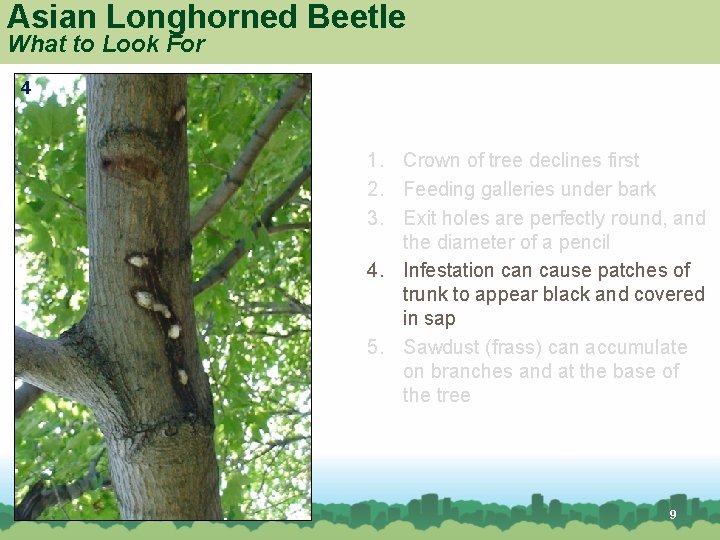Asian Longhorned Beetle What to Look For 4 1. Crown of tree declines first
