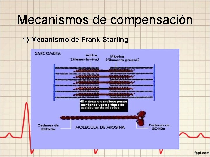 Mecanismos de compensación 1) Mecanismo de Frank-Starling 