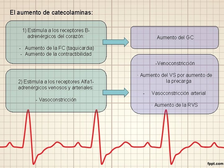 El aumento de catecolaminas: 1) Estimula a los receptores Badrenérgicos del corazón: Aumento del