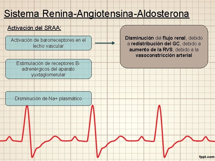 Sistema Renina-Angiotensina-Aldosterona Activación del SRAA: Activación de barorreceptores en el lecho vascular Estimulación de