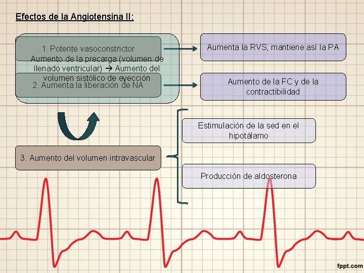 Efectos de la Angiotensina II: 1. Potente vasoconstrictor Aumento de la precarga (volumen de