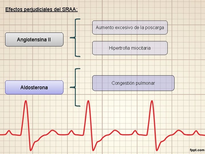 Efectos perjudiciales del SRAA: Aumento excesivo de la poscarga Angiotensina II Hipertrofia miocitaria Aldosterona