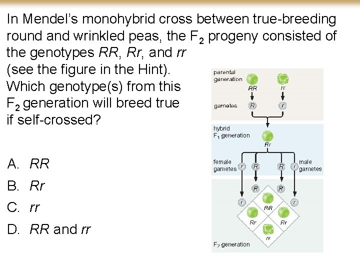 In Mendel’s monohybrid cross between true-breeding round and wrinkled peas, the F 2 progeny
