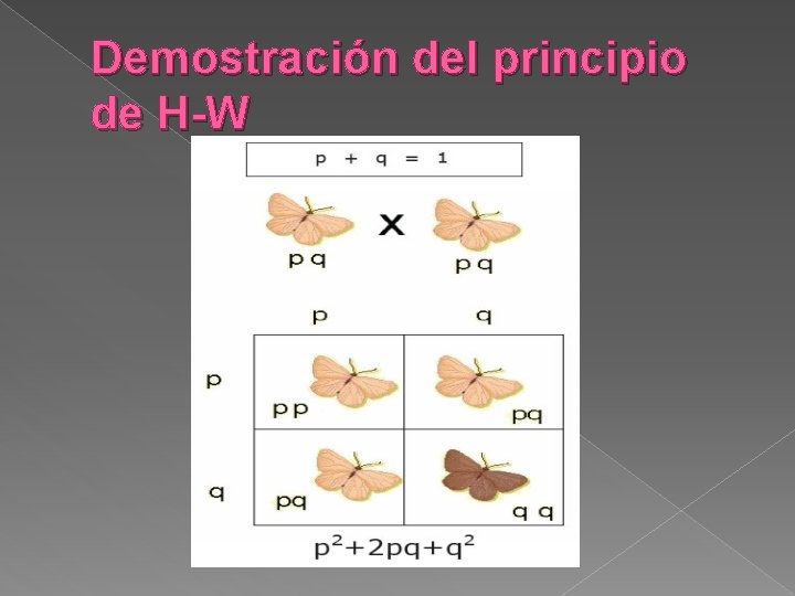 Demostración del principio de H-W 
