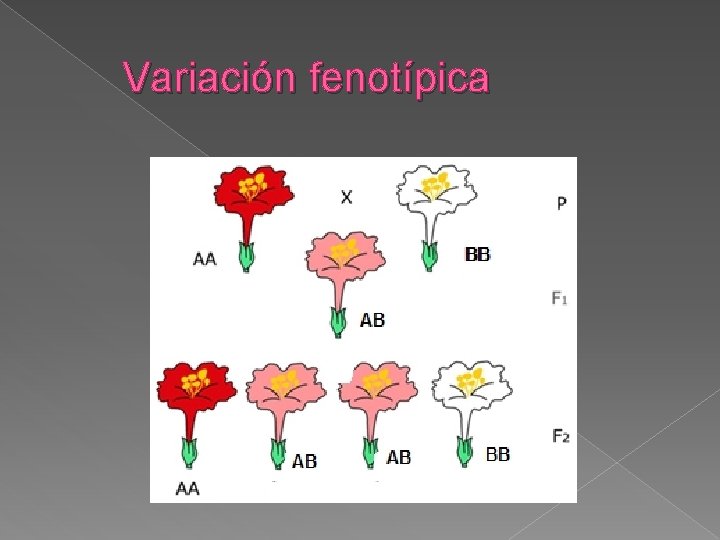 Variación fenotípica 