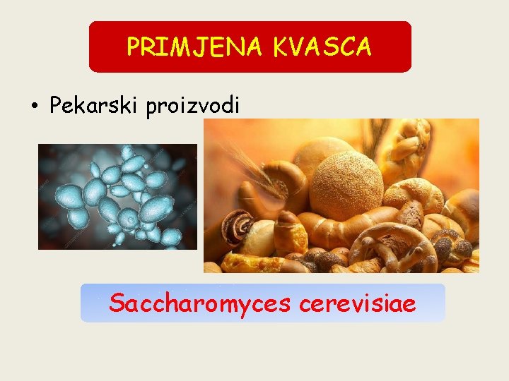 PRIMJENA KVASCA • Pekarski proizvodi Saccharomyces cerevisiae 
