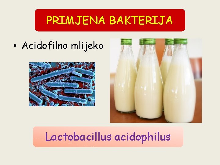 PRIMJENA BAKTERIJA • Acidofilno mlijeko Lactobacillus acidophilus 