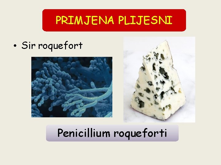 PRIMJENA PLIJESNI • Sir roquefort Penicillium roqueforti 