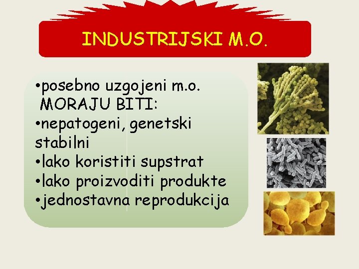 INDUSTRIJSKI M. O. • posebno uzgojeni m. o. MORAJU BITI: • nepatogeni, genetski stabilni