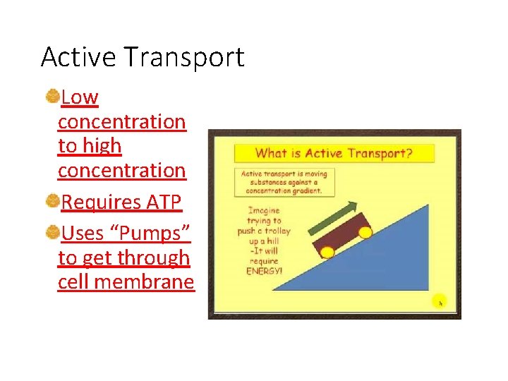 Active Transport Low concentration to high concentration Requires ATP Uses “Pumps” to get through