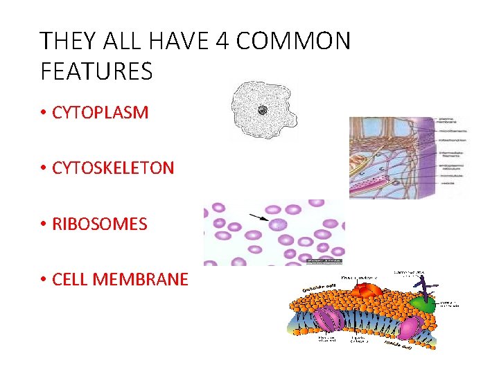 THEY ALL HAVE 4 COMMON FEATURES • CYTOPLASM • CYTOSKELETON • RIBOSOMES • CELL