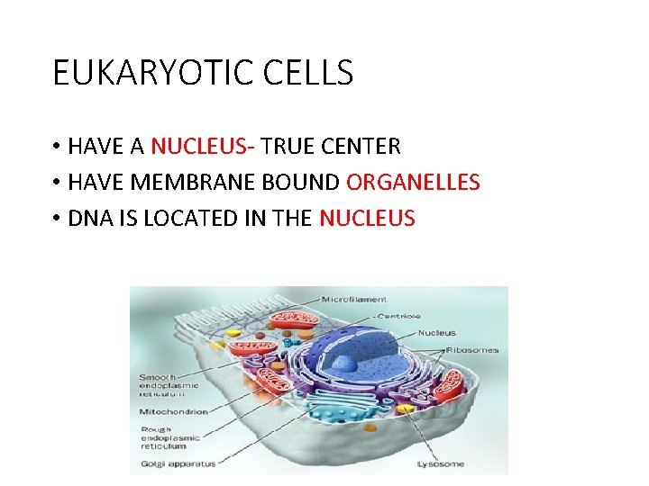 EUKARYOTIC CELLS • HAVE A NUCLEUS- TRUE CENTER • HAVE MEMBRANE BOUND ORGANELLES •