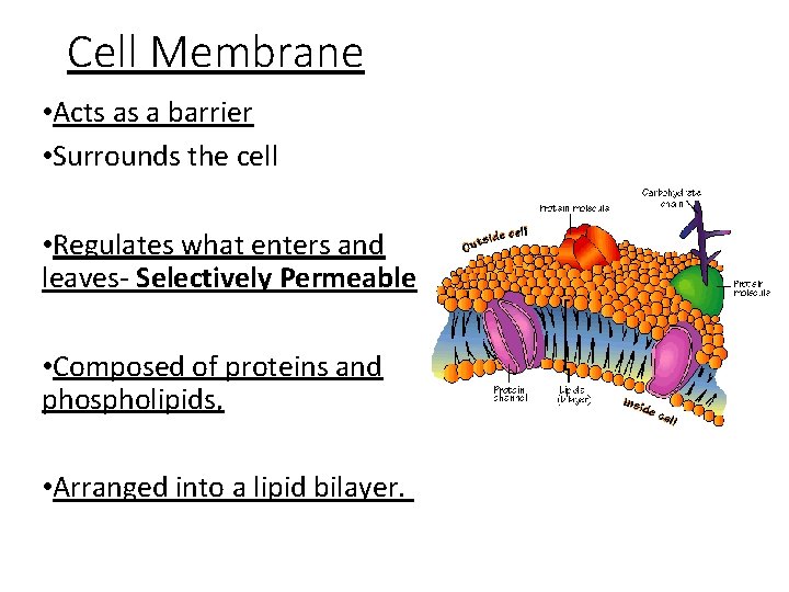 Cell Membrane • Acts as a barrier • Surrounds the cell • Regulates what