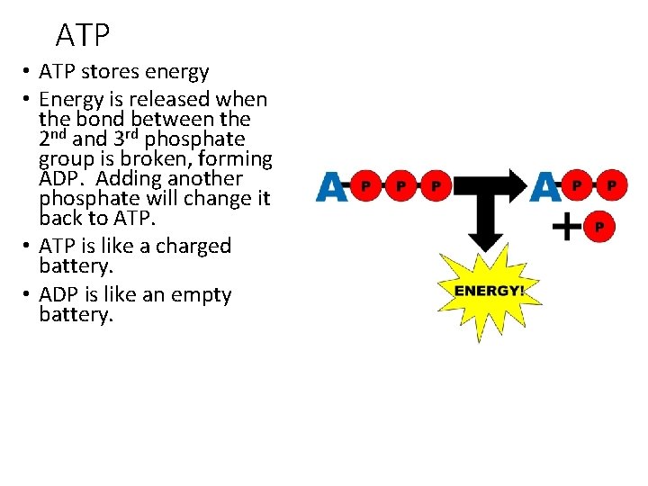 ATP • ATP stores energy • Energy is released when the bond between the