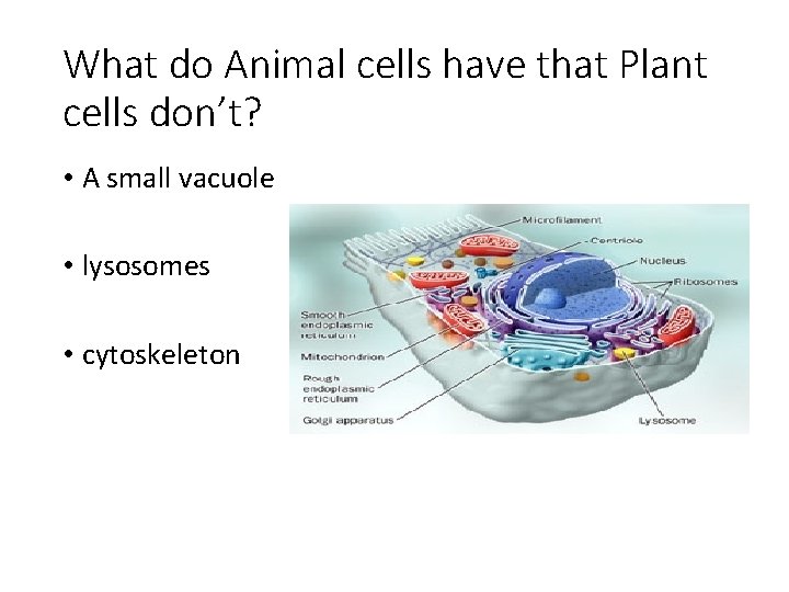 What do Animal cells have that Plant cells don’t? • A small vacuole •