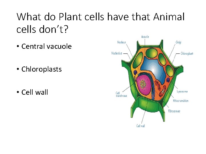 What do Plant cells have that Animal cells don’t? • Central vacuole • Chloroplasts