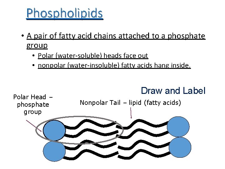 Phospholipids • A pair of fatty acid chains attached to a phosphate group •