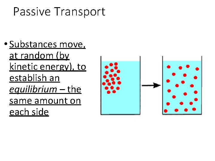 Passive Transport • Substances move, at random (by kinetic energy), to establish an equilibrium