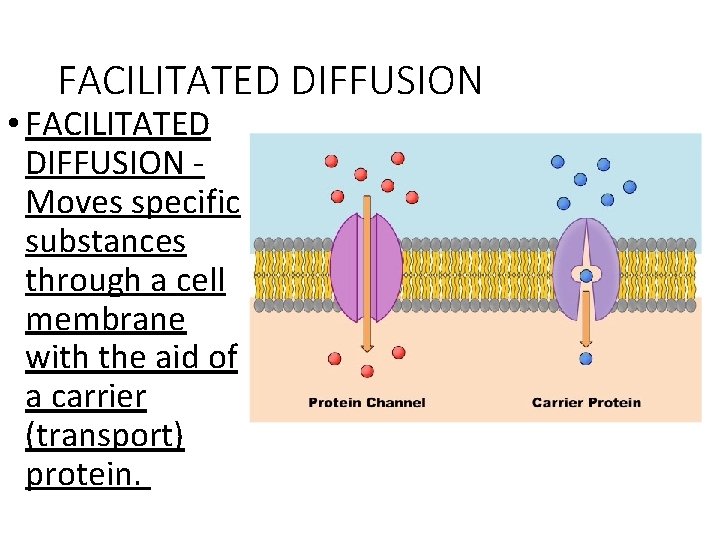 FACILITATED DIFFUSION • FACILITATED DIFFUSION Moves specific substances through a cell membrane with the