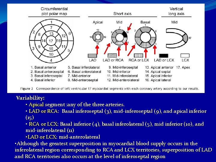 Variability: • Apical segment : any of the three arteries. • LAD or RCA: