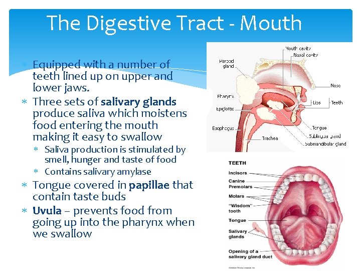 The Digestive Tract - Mouth Equipped with a number of teeth lined up on