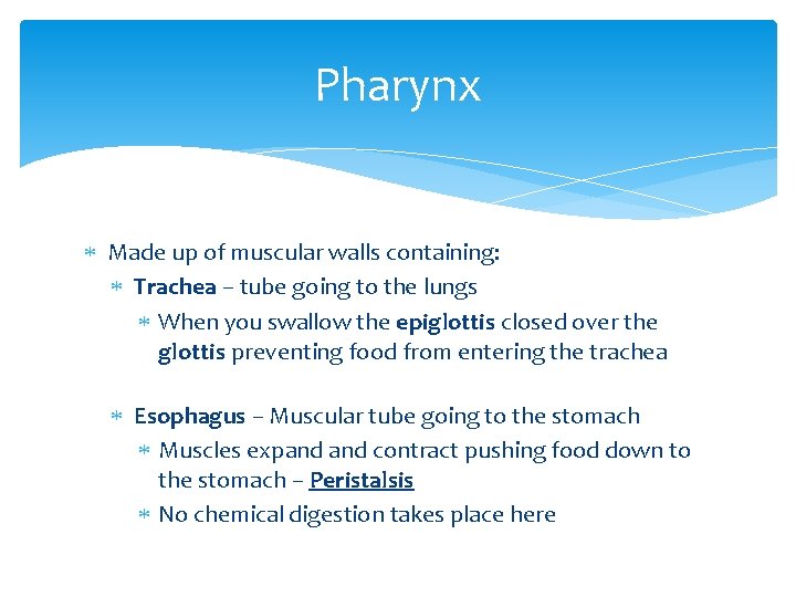 Pharynx Made up of muscular walls containing: Trachea – tube going to the lungs