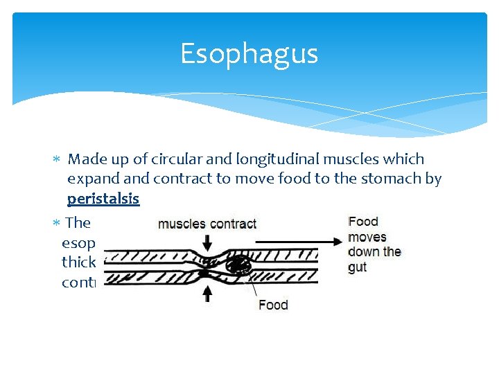 Esophagus Made up of circular and longitudinal muscles which expand contract to move food