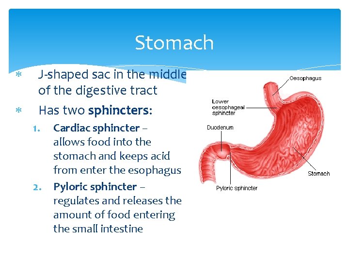 Stomach J-shaped sac in the middle of the digestive tract Has two sphincters: 1.