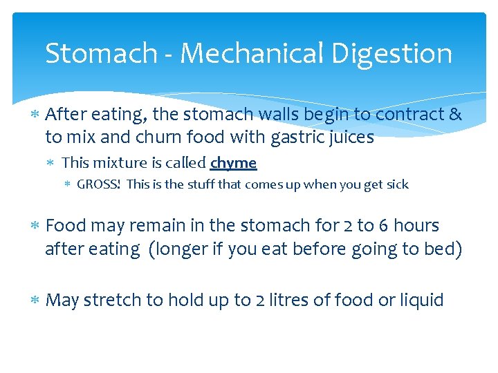 Stomach - Mechanical Digestion After eating, the stomach walls begin to contract & to