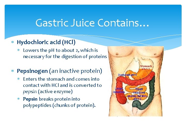 Gastric Juice Contains… Hydochloric acid (HCl) Lowers the p. H to about 2, which