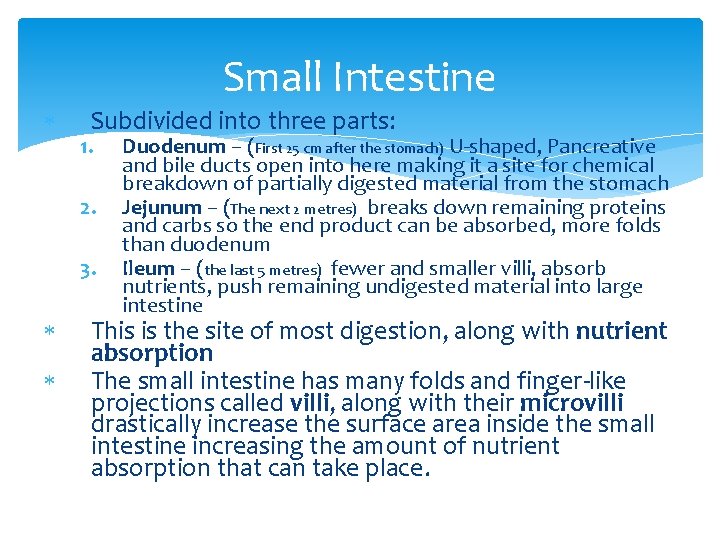  Small Intestine Subdivided into three parts: 1. 2. 3. Duodenum – (First 25