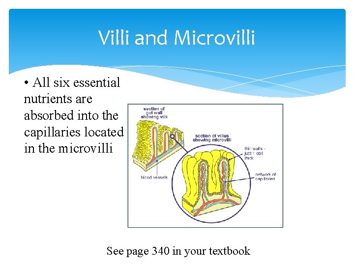Villi and Microvilli • All six essential nutrients are absorbed into the capillaries located