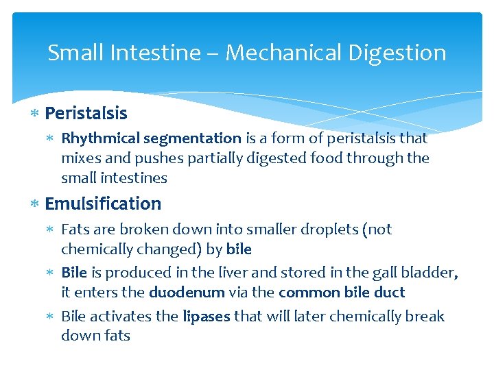 Small Intestine – Mechanical Digestion Peristalsis Rhythmical segmentation is a form of peristalsis that