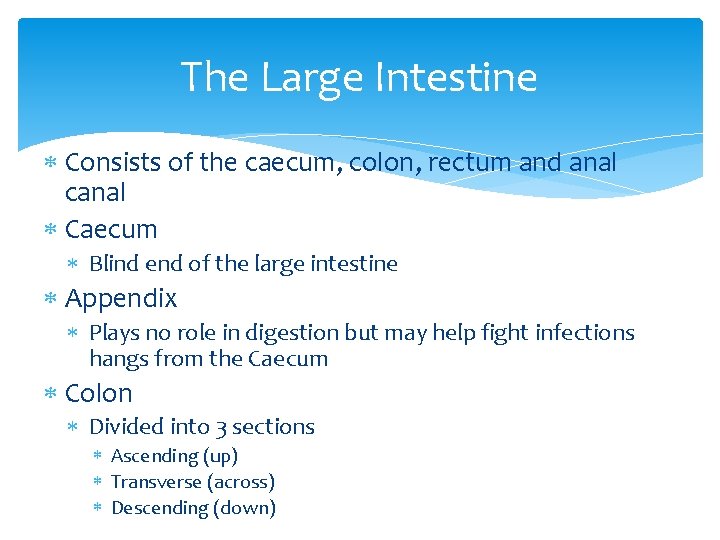 The Large Intestine Consists of the caecum, colon, rectum and anal canal Caecum Blind