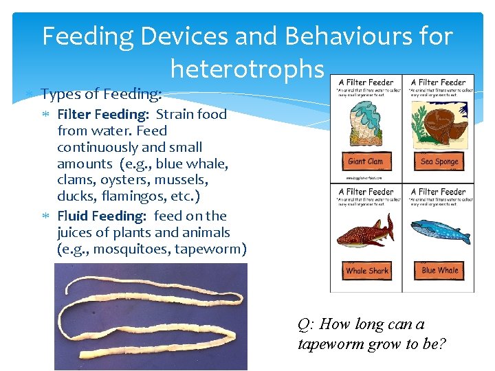 Feeding Devices and Behaviours for heterotrophs Types of Feeding: Filter Feeding: Strain food from