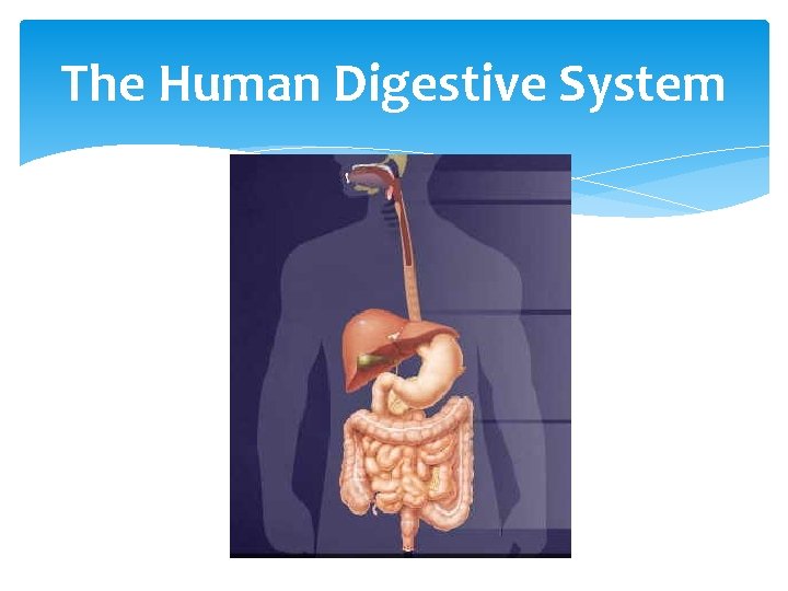 The Human Digestive System 