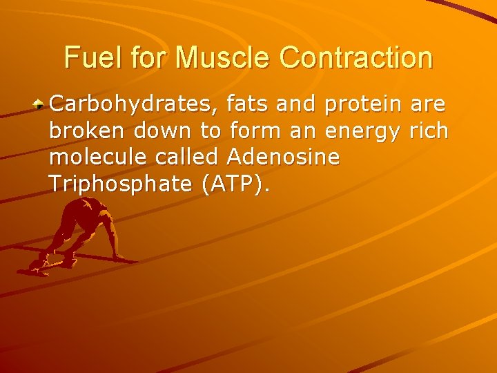 Fuel for Muscle Contraction Carbohydrates, fats and protein are broken down to form an