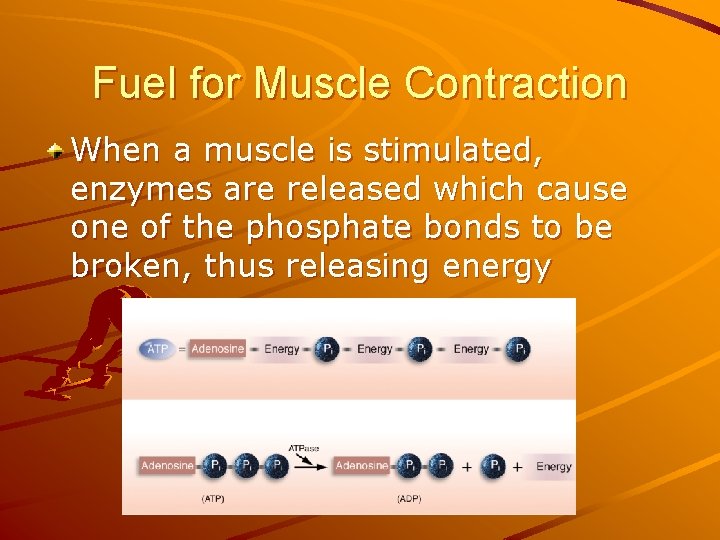 Fuel for Muscle Contraction When a muscle is stimulated, enzymes are released which cause