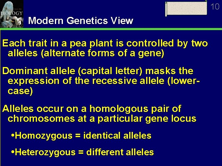 10 Modern Genetics View Each trait in a pea plant is controlled by two