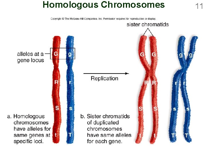 Homologous Chromosomes 11 