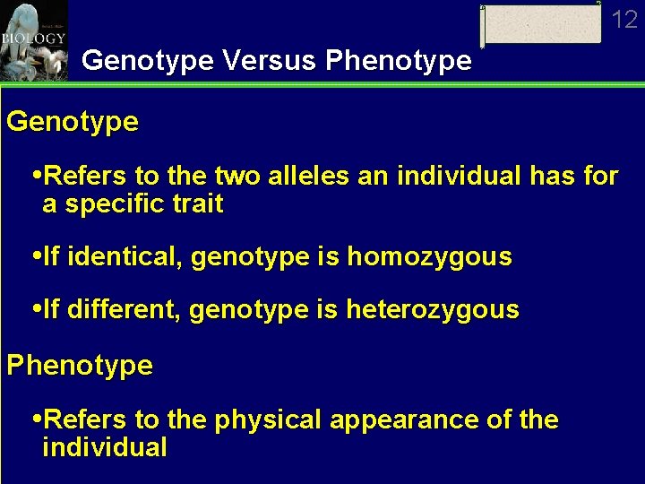 12 Genotype Versus Phenotype Genotype Refers to the two alleles an individual has for