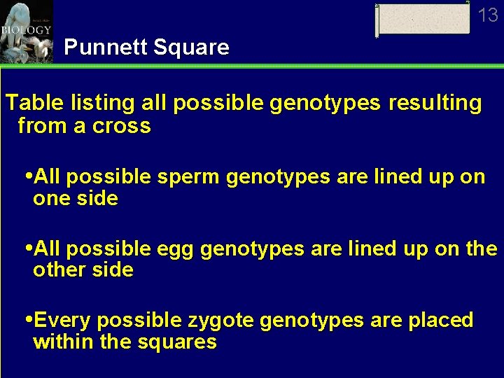 13 Punnett Square Table listing all possible genotypes resulting from a cross All possible