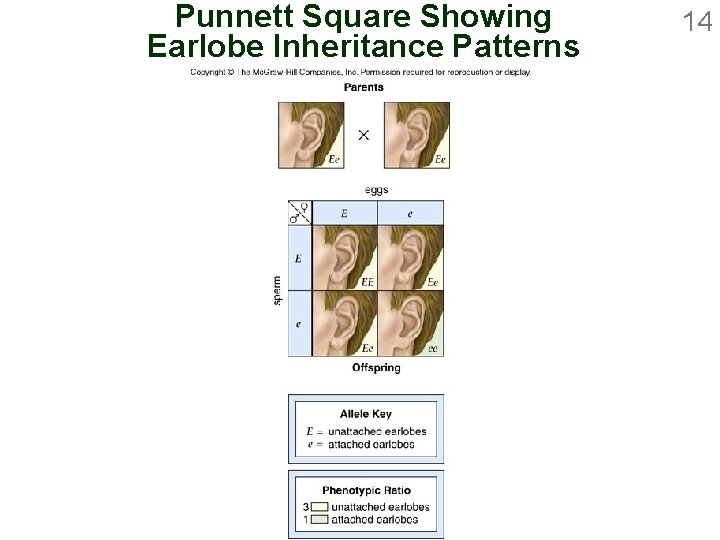 Punnett Square Showing Earlobe Inheritance Patterns 14 