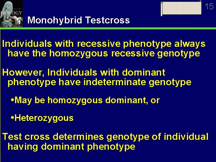 15 Monohybrid Testcross Individuals with recessive phenotype always have the homozygous recessive genotype However,