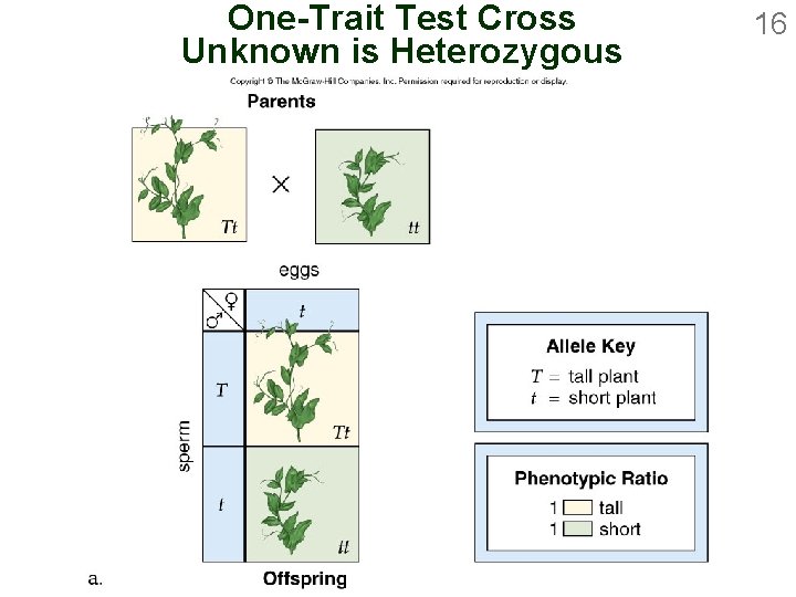 One-Trait Test Cross Unknown is Heterozygous 16 