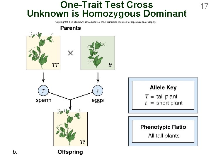 One-Trait Test Cross Unknown is Homozygous Dominant 17 